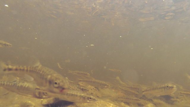 Fish Underwater in Fast Flowing River/ Little fish swim against the tide in search of food. In water play rays from the sun

