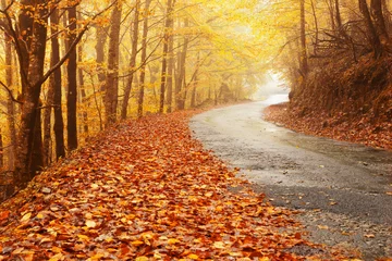 Aluminium Prints Autumn Autumn landscape with road and beautiful colored trees