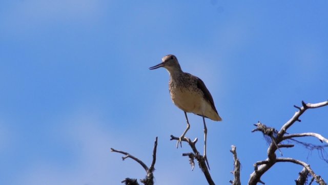 Gr&uuml;nschenkel auf Baum