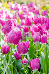 Fototapeta premium Tulips field