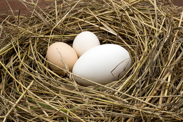 Chicken and goose eggs in a nest of hay