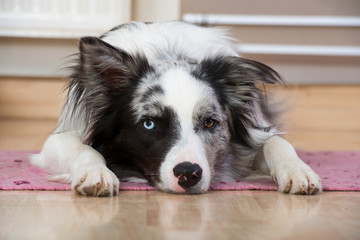 Hund in der Wohnung
