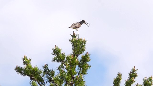 Gr&uuml;nschenkel auf Baum