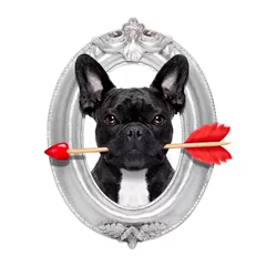 Store enrouleur occultant Chien fou valentines rose dog