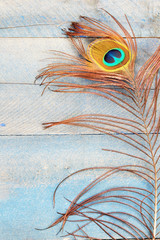 Obraz premium Peacock feather vertical