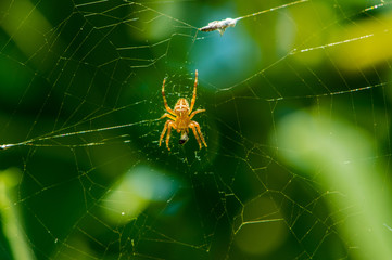 Il ragno, la ragnatela ed uno sfondo verde