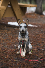 Blue Heeler Pup