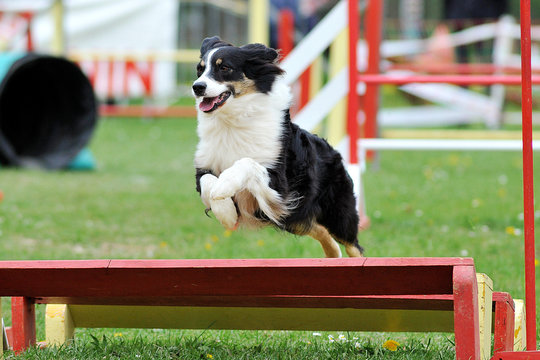 berger australien en agility