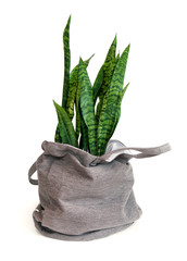 Sansevieria plant in a bag