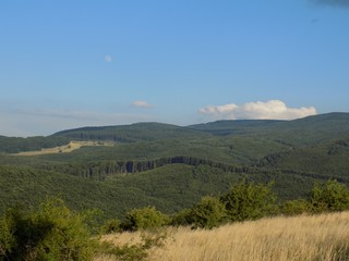 Meadow, forest and sky