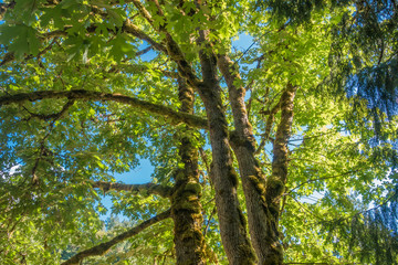 Trees In Wasshington State