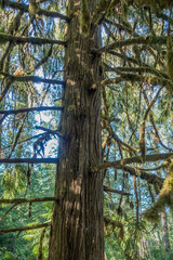 Obraz premium Tree In Wasshington State