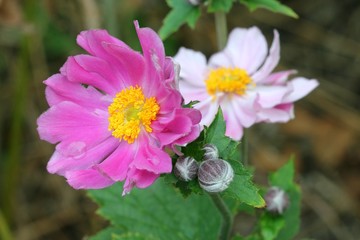 Anemone japonica