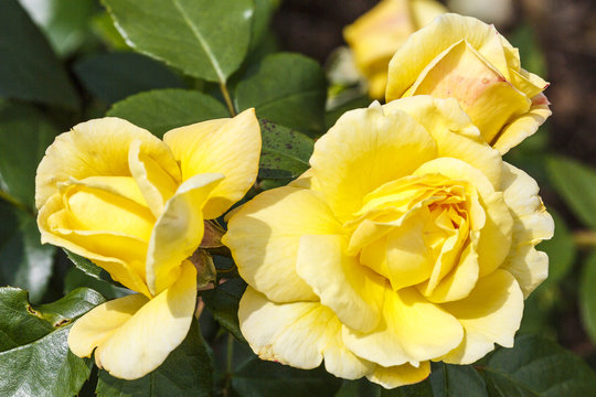 Rosarium van de botanische tuin in Moskou