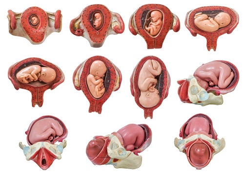 fetus development model from the first month to ninth month
