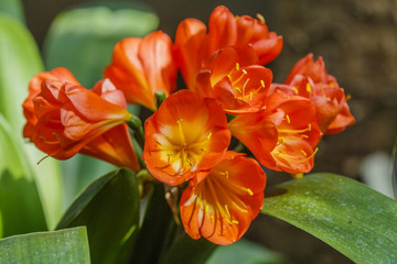 Tropische plant in bloei. Botanische tuin Moskou.