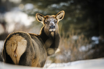 Naklejka premium Wild Elk