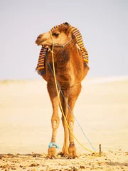 Poster de jardin Chameau Camels in a desert