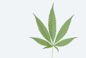 Planta de marihuana 