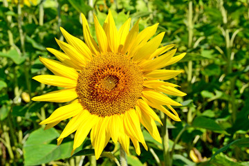 Beautiful sunflower field in summer