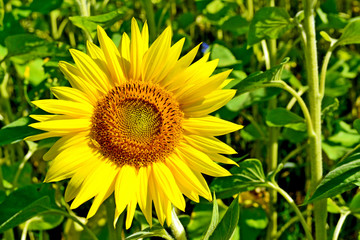Beautiful sunflower field in summer