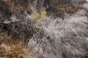 Dry jumbled wild grass as texture backround image
