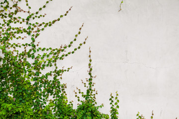 Green creeper plant on white wall