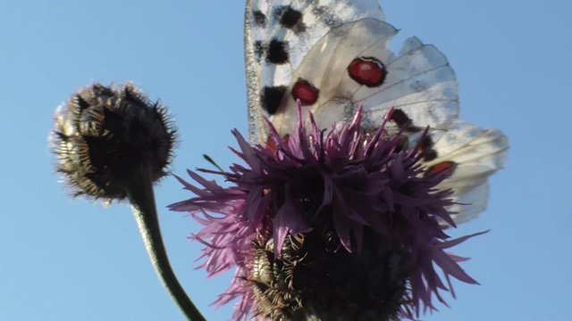 Apollofalter, Moselapollo, Parnassius apollo vinningensis,