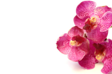 Naklejka na ściany i meble Beautiful pink orchids on the isolated background