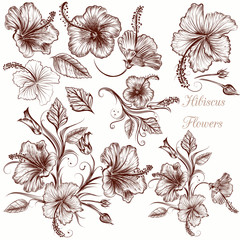Set of vector hand drawn hibiscus flowers © Mary fleur