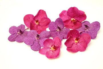 Beautiful pink and purple orchids on the isolated background