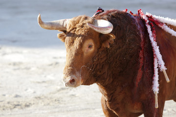 Bull out to the bullring