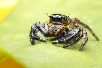 Spiders  OLYMPUS DIGITAL CAMERA