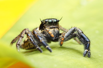Spiders  OLYMPUS DIGITAL CAMERA