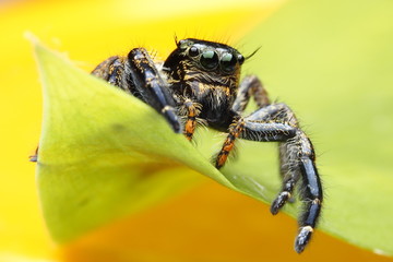 Spiders  OLYMPUS DIGITAL CAMERA