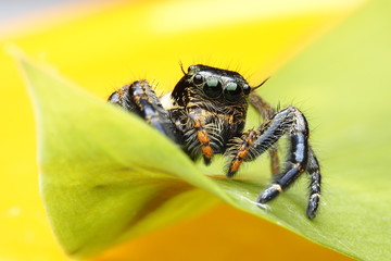 Spiders  OLYMPUS DIGITAL CAMERA