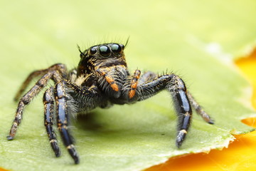 Spiders  OLYMPUS DIGITAL CAMERA