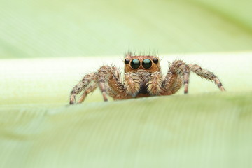 Spiders  OLYMPUS DIGITAL CAMERA