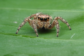 Spiders OLYMPUS DIGITAL CAMERA