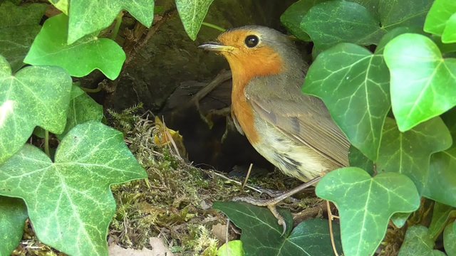 Rotkehlchen, Erithacus rubecula f&uuml;ttert Junge im Nest