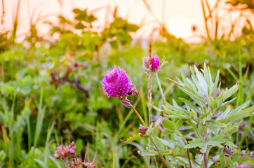 purple flower sunrise