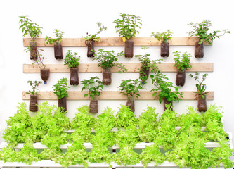 Plant herbs in pots hang on the wall.