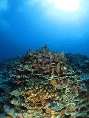 沖縄離島ダイビング　サンゴが美しい海中の絶景　久米島