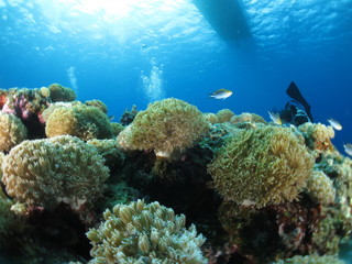 Fototapeta na wymiar 沖縄離島ダイビング　サンゴが美しい海中の絶景　久米島