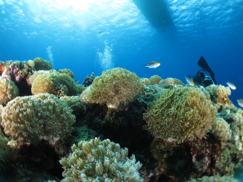 沖縄離島ダイビング　サンゴが美しい海中の絶景　久米島