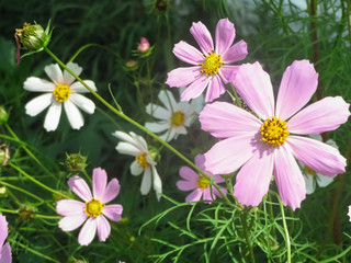 White and pink flowers in a garden
