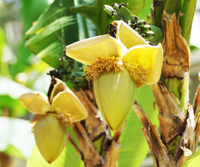 Inflorescence of the banana palms