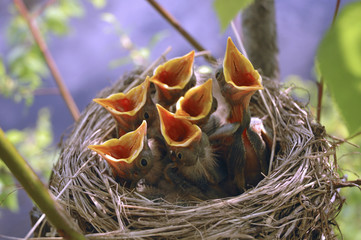 Naklejka premium nest baby birds