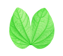 Obraz premium green leaves isolated on white background