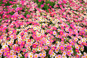 pink daisy flowers